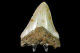 Bargain, Fossil Megalodon Tooth - North Carolina #129958-2